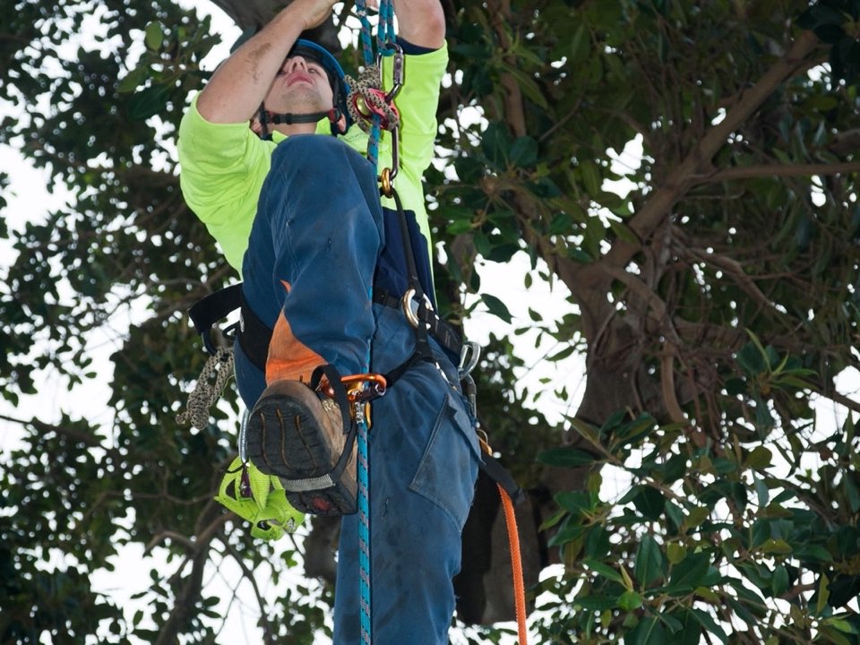 Qualified arborist working in a mature tree during a risk assessment in Denbighshire