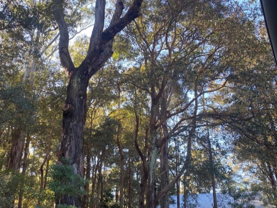 Mature trees in a Denbighshire parkland setting due for routine re-inspection